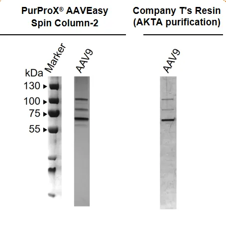 AAV5 Purification by PURPROXTM AAVEasy