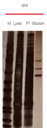 Silver staining of AAV6 purification