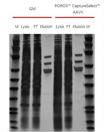 Silver staining of AAV8 purification