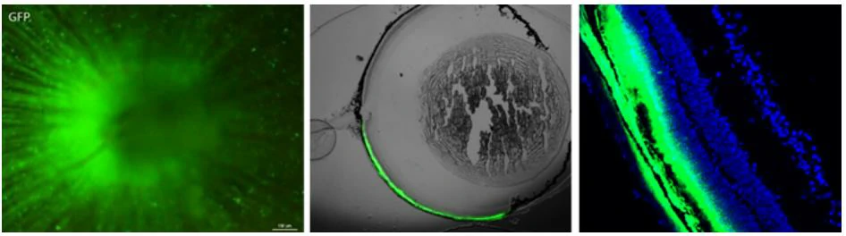 transduction of AAV2 variant (Y444F) vector system in mouse retina
