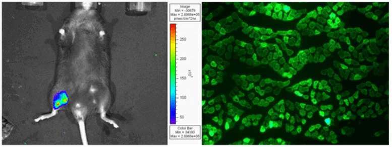 transduction of AAV9 in mouse skeletal muscle