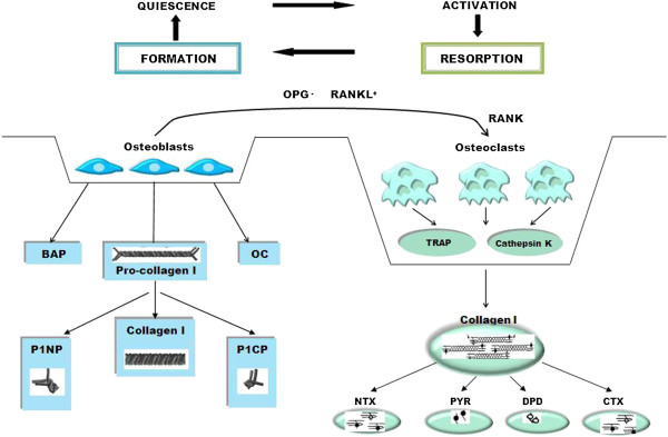 Bone metabolism