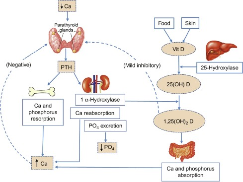 Bone metabolism