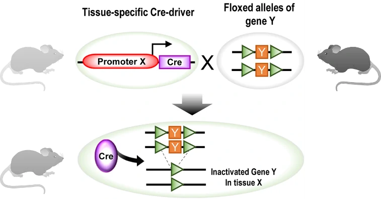 A) Generation of mice with loxP-flanked target genes (flox). (1