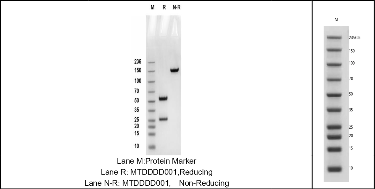 SDS-PAGE results of GM-Tg-hg-IO017-Ab-1