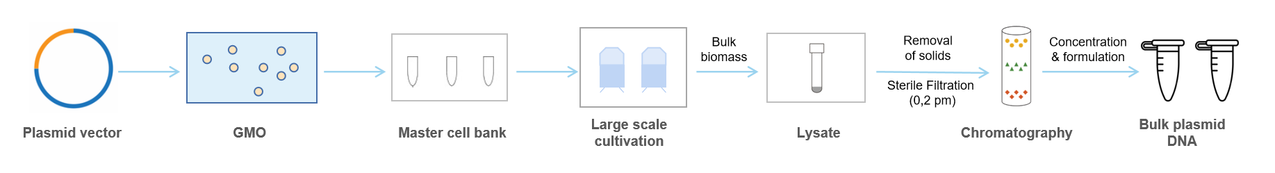 Production steps in large-scale plasmid DNA manufacturing from plasmid DNA construct to final product.