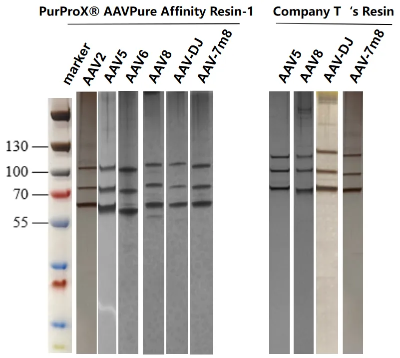 AAV8 purified with AAV affinity resin by AKTA