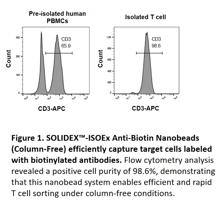 SOLIDEX™-ISOEx Anti-Biotin Nanobeads (Column-Free) efficiently capture target cells labeled with biotinylated antibodies, enabling column-free magnetic sorting.