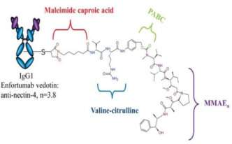 Structure of Padcev