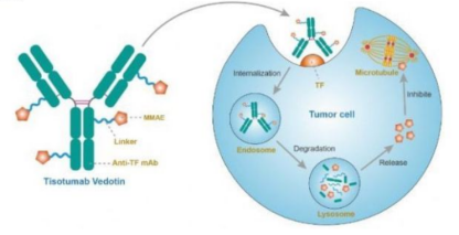 Mechanism of Tivdak