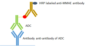 Diagram of sandwich ELISA