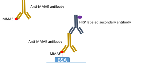 Diagram of competitive ELISA.