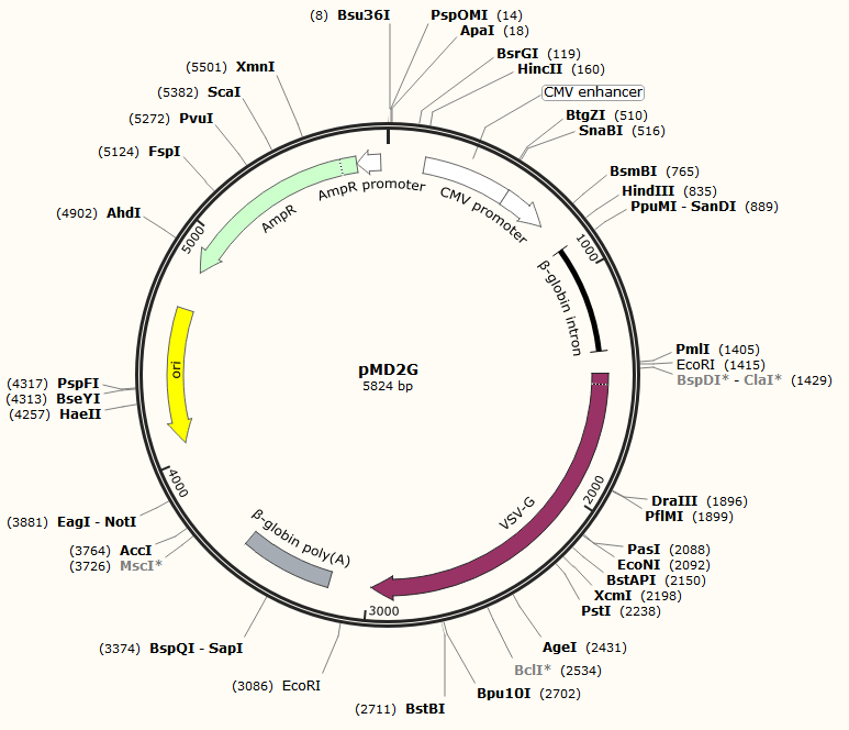 Lentivirus vector system (lentivirus expression system, lentivirus