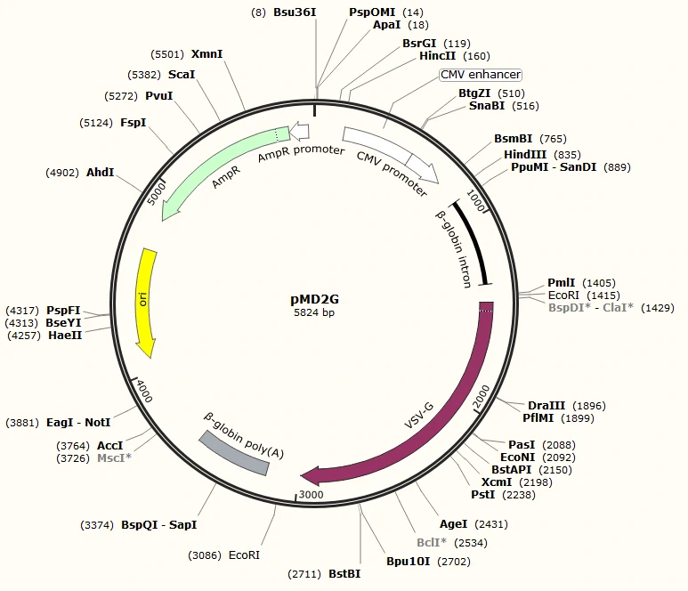 Map and sequence of pMD2G