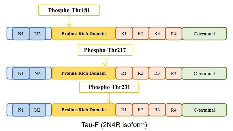 Predicting the Unpredictable: The Role of Biomarkers and AI in Early Dementia Detection