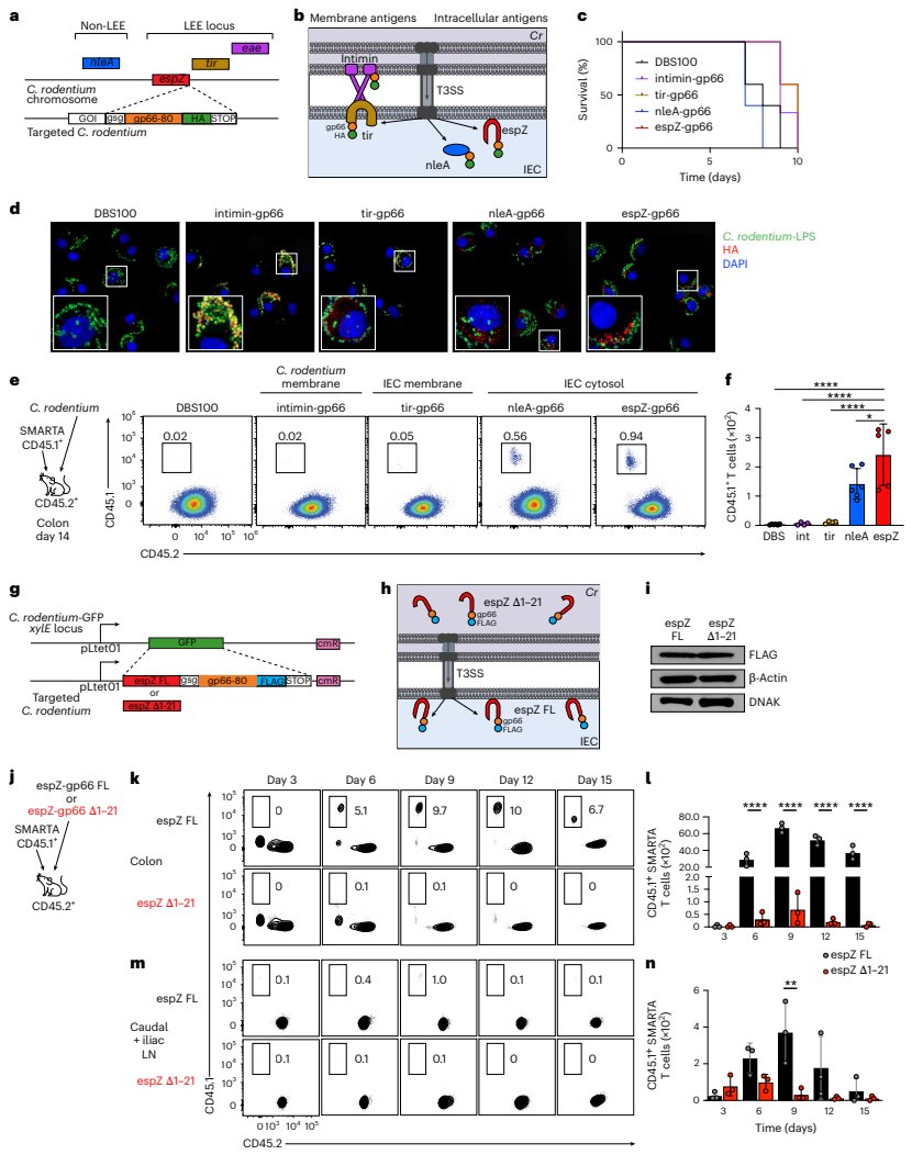 Figure 1 不同亚细胞定位抗原诱导的结肠CD4 T细胞反应差异