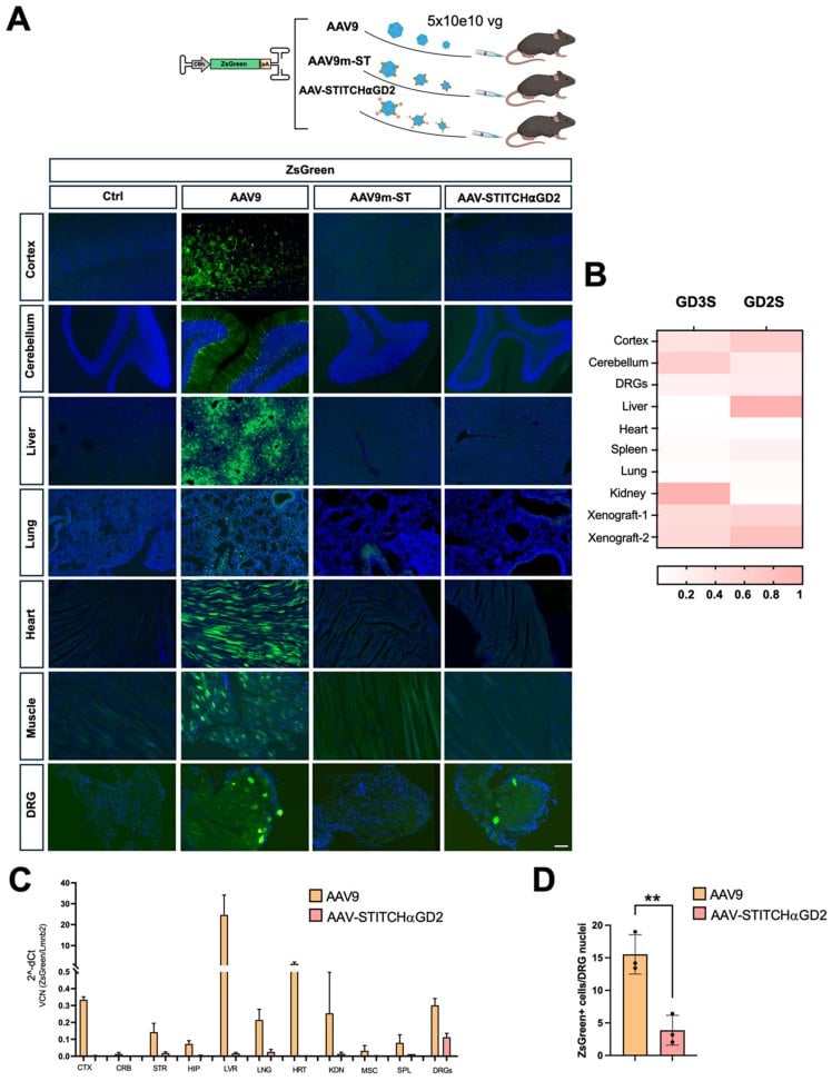 Figure 2 Heatmap of transduction distribution across tissues after systemic administration