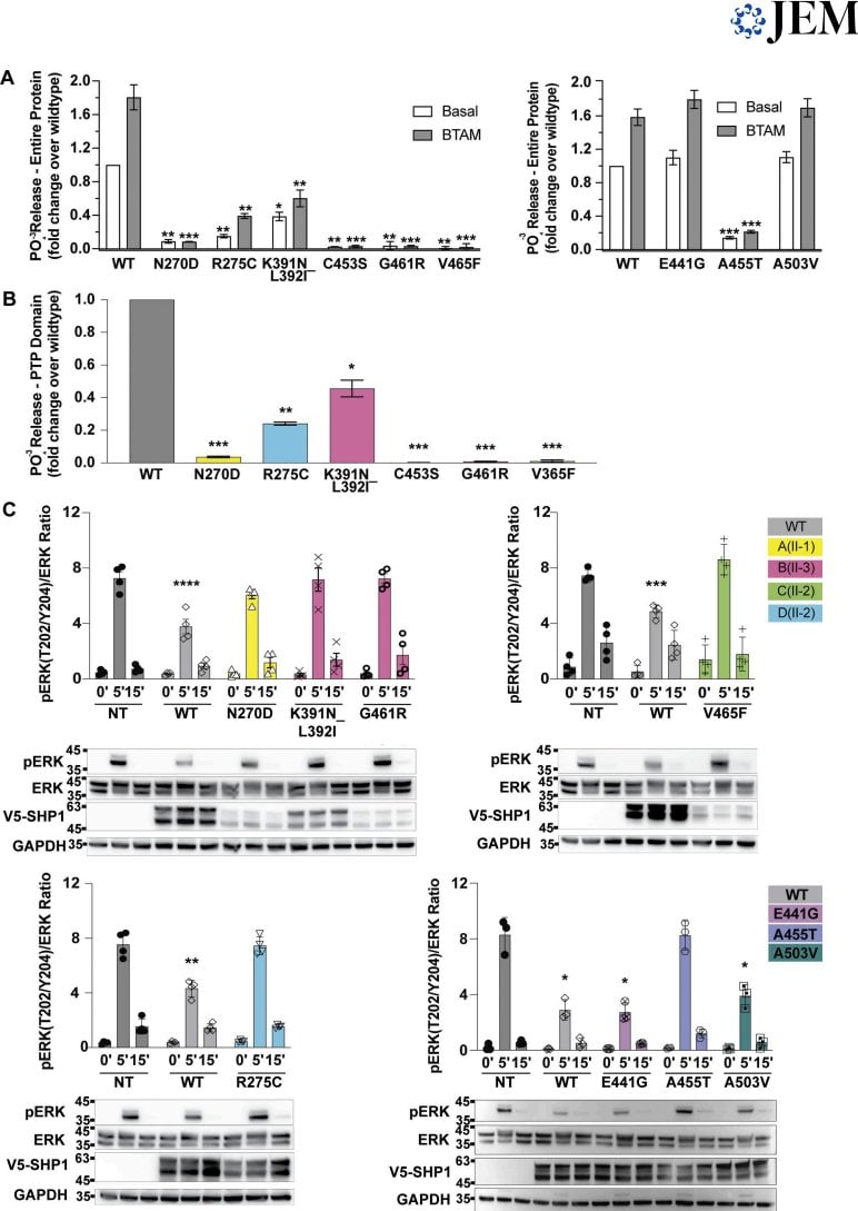 Figure 4 Detection of mutant phosphatase activity and ERK signaling regulation