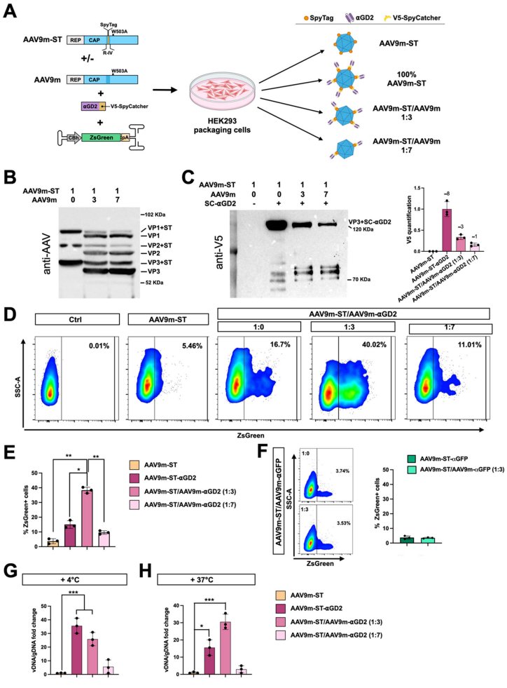 AAV Targeted Engineering: The Density Paradox of Antibody Conjugation