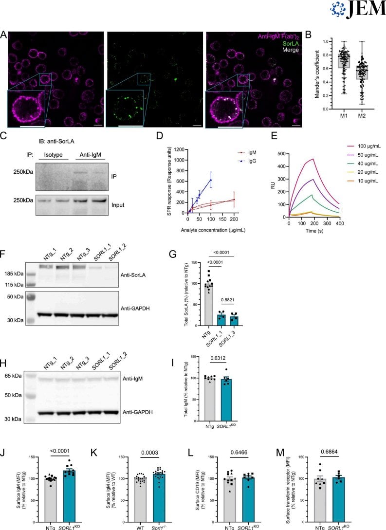 Figure 2 SorLA와 BCR의 상호작용 및 공동 위치