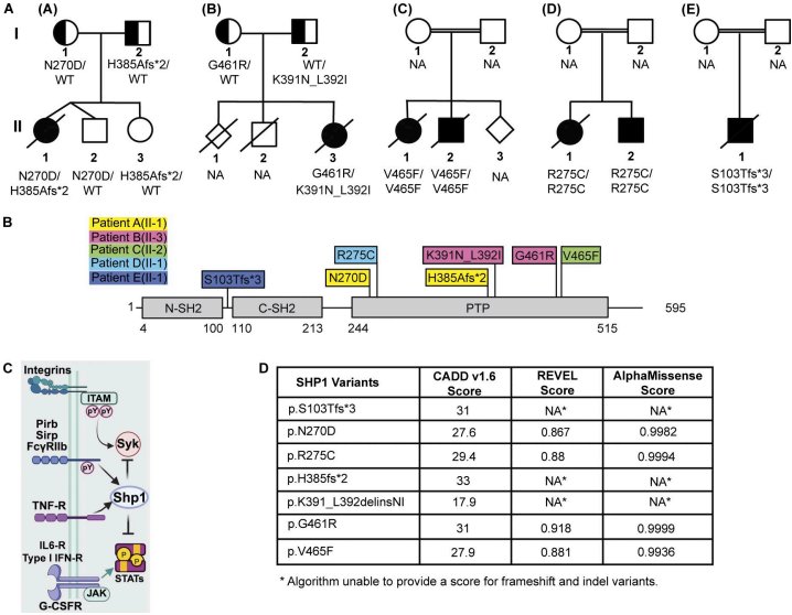 Figure 2 PTPN6 变异家系图、蛋白结构域分布与致病性预测