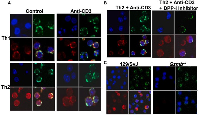 When Th2 Cells Head Toward Death: Another Identity of Granzyme B
