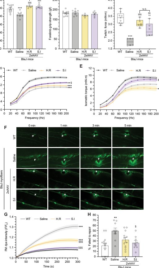 Figure 6 Muscle strength and muscle fiber repair function after early intervention