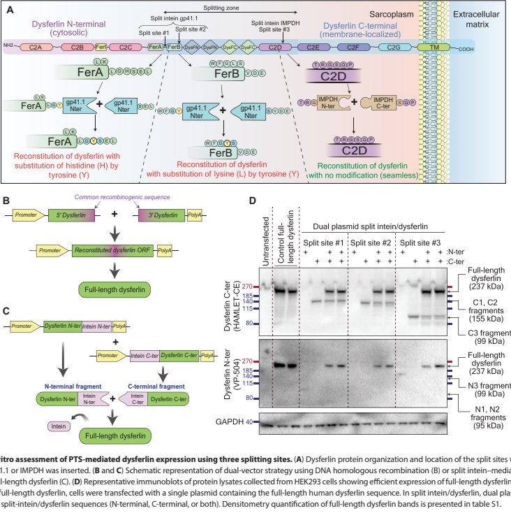 When 6.2 kb Won't Fit into 4.7 kb: How Split Inteins Rebuild Full-Length Dysferlin