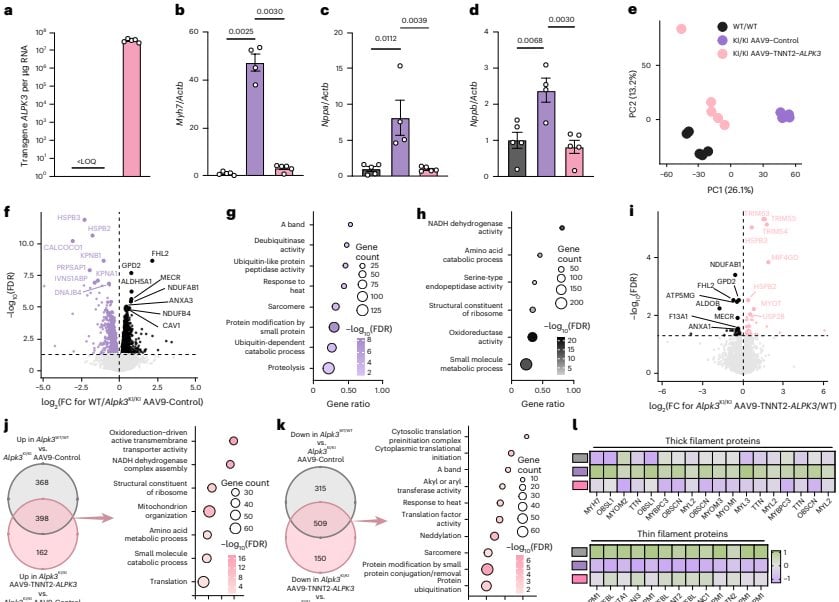 Figure 3l 굵은 필라멘트와 얇은 필라멘트 단백질 발현 히트맵 및 치료 후 회복 상황