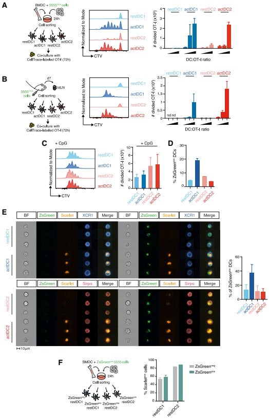 Figure 4 활성화 상태의 DC만이 종양 특이적 CD8+ T세포를 효과적으로 활성화할 수 있다