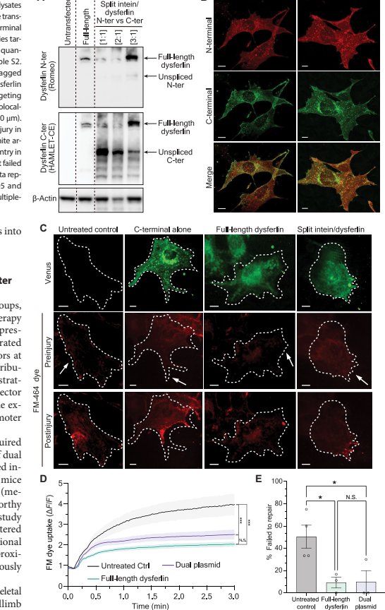 Figure 2 Membrane repair kinetics after laser injury in myoblasts