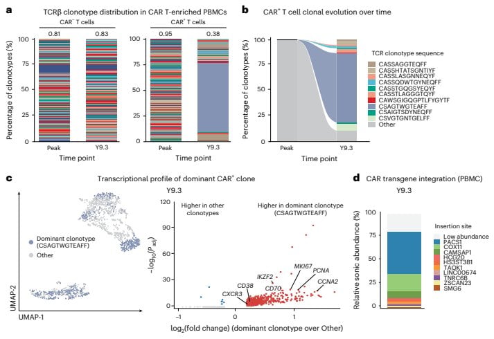 Figure 5 CAR-T cells at year 9.3 show an oligoclonal distribution