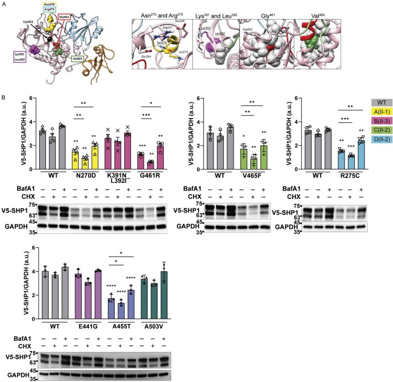 Figure 3 SHP1 三维结构及突变体蛋白稳定性分析