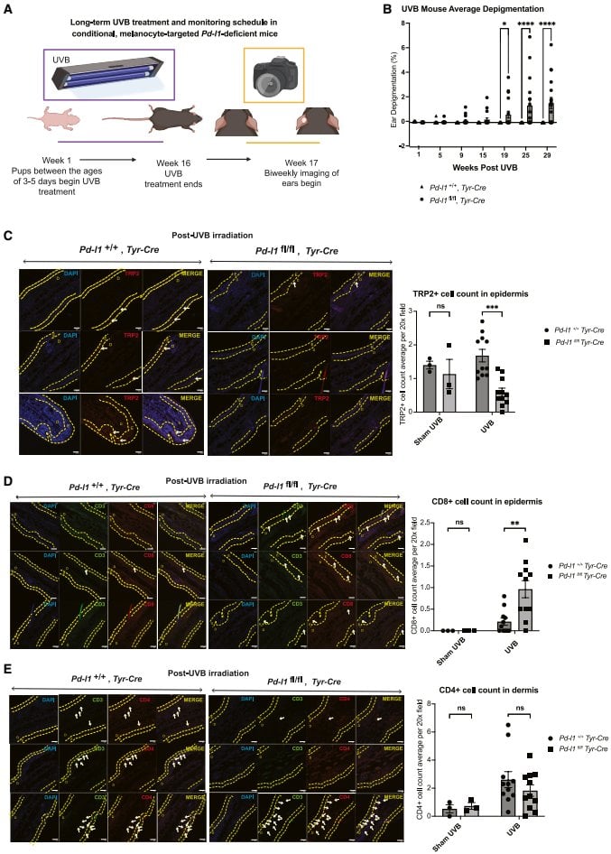 Figure 3 PD-L1 결손이 자외선 조사 후 백반증 유사 탈색을 유발함을 보여줌