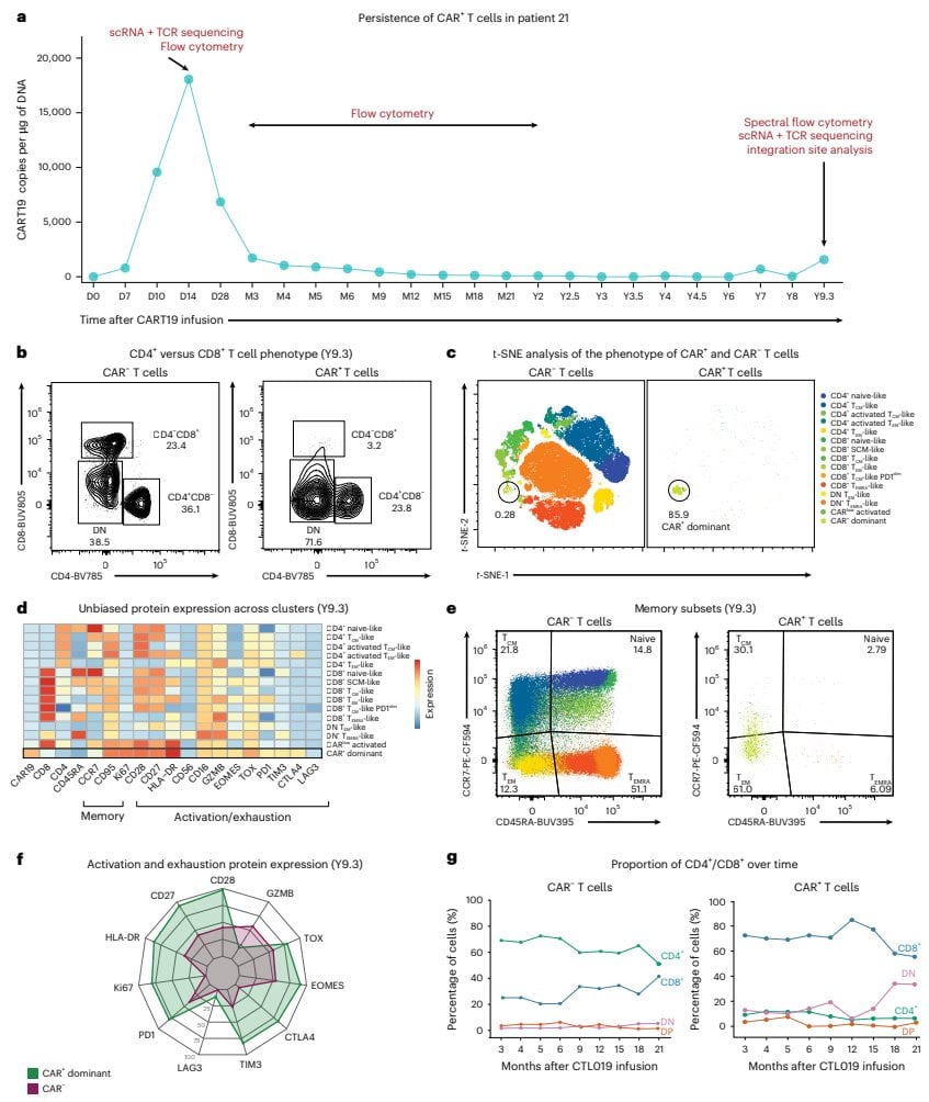 Figure 2 CAR+ T cells in patient 21 are predominantly of a double-negative effector memory phenotype