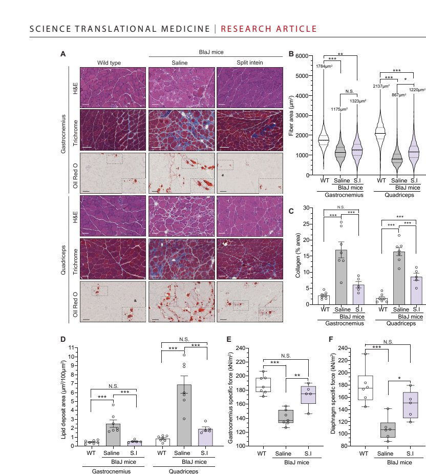 Figure 8 Improvement in muscle pathology and contractile force after late intervention