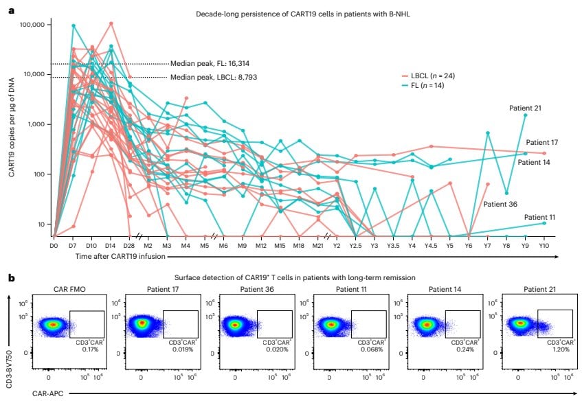 Figure 1 Ten-year dynamics curves of CAR transgene copy number in 38 patients