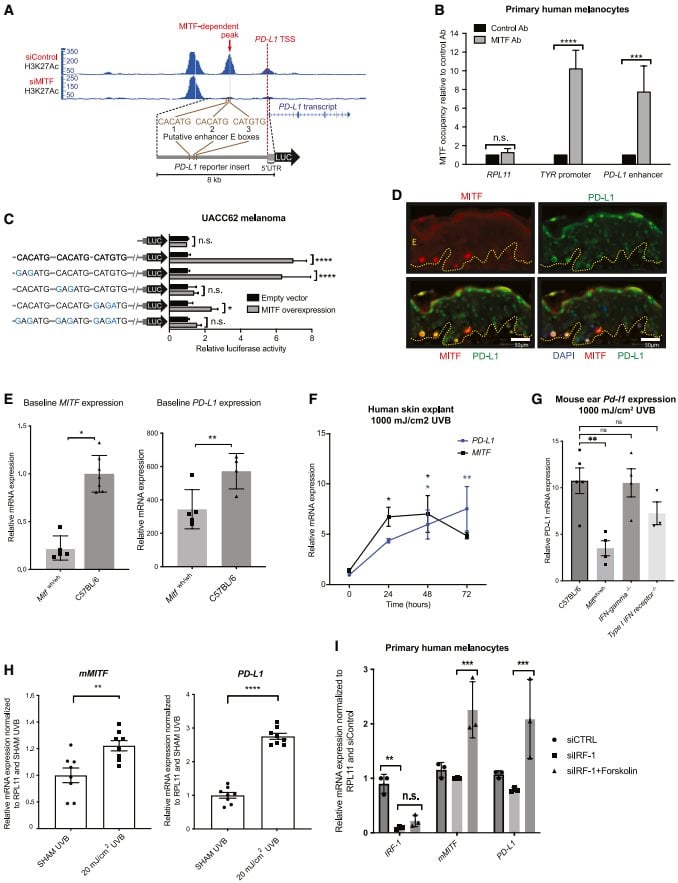 Figure 2 MITF가 상류 인핸서에 결합하여 PD-L1 전사를 조절함을 보여줌