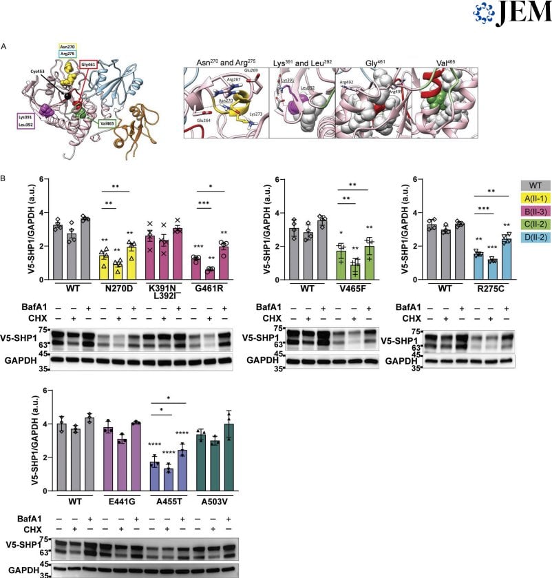 Figure 3 Three-dimensional structure of SHP1 and analysis of mutant protein stability