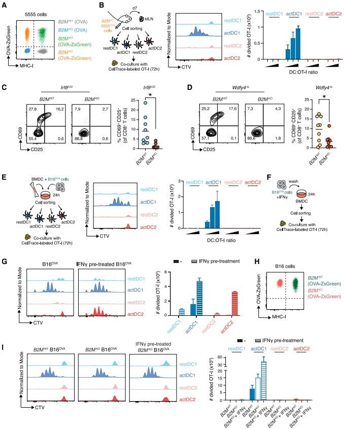 Figure 5 cDC1과 cDC2는 각각 교차 제시와 교차 피복을 통해 T세포를 활성화한다
