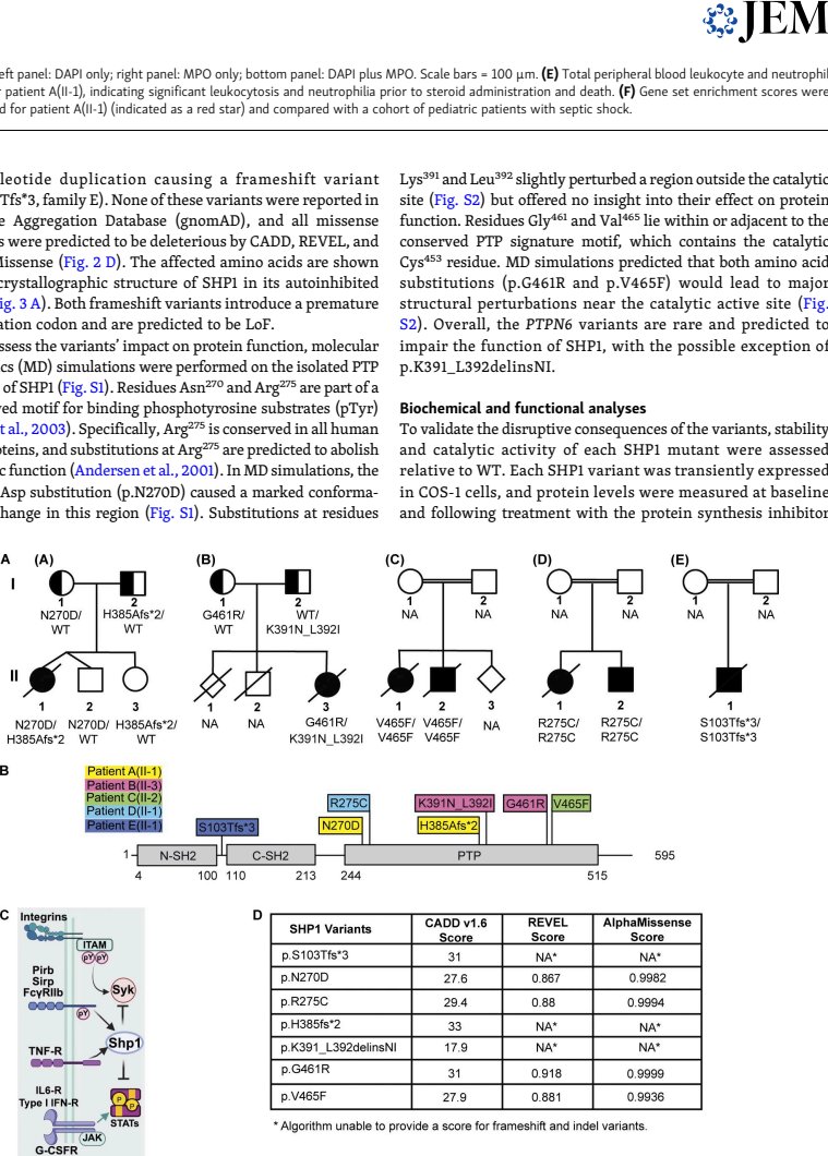 Figure 2 Pedigree of PTPN6 variant families, protein domain distribution, and pathogenicity prediction