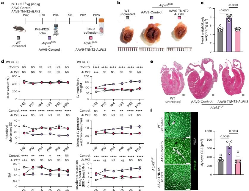 Figure 2d 성체 마우스 치료 후 심기능 파라미터의 시간 경과에 따른 회복 곡선
