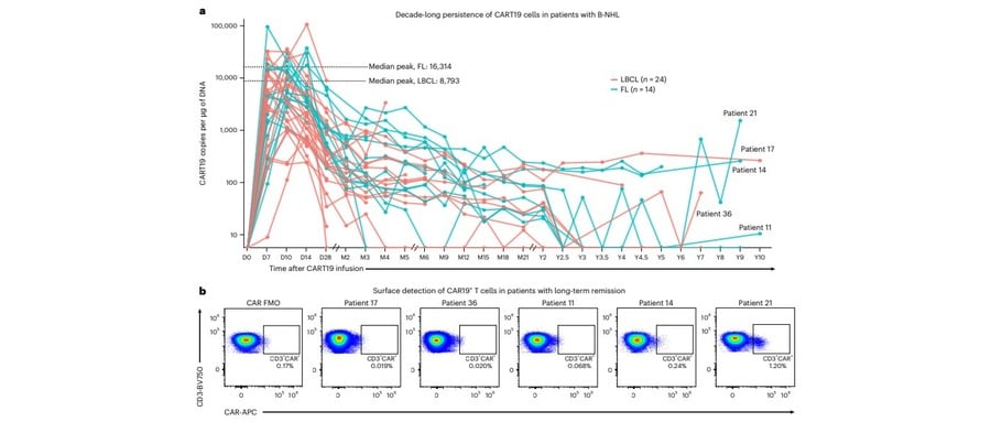 What Ten-Year Persistence of CD19 CAR-T in Lymphoma Means