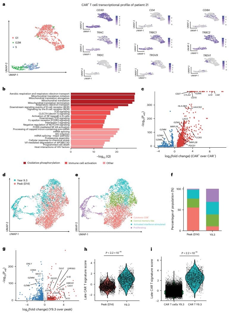 Figure 3 CAR-T cells at year 9.3 are enriched for interferon and aerobic metabolic programs