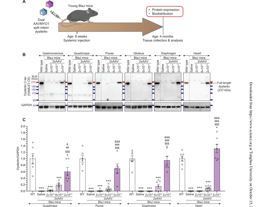 Figure 4 Dysferlin expression distribution at different systemic doses